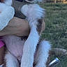 Aïko a rejoint le concours — aidez-le/la à gagner de superbes lots ! puppy, dog, pet, animal, fluffy, black_and_white, pointed_ears, blue_eyes, harness, being_held, front_view, dangled_legs, paws, outdoor, grass, trees, sunlight, portrait, human_arm, patterned_sandal