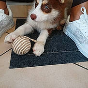 Aïko participe au concours pour gagner de l'argent avec cette photo : puppy, dog, pet, animal, fluffy, brown_and_white, blue_eyes, ears, paws, toy_ball, playing, sitting, indoor, tile_floor, door_mat, sneakers, shoes, person, portrait, smartphone_screenshot