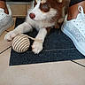 puppy, dog, pet, animal, fluffy, brown_and_white, blue_eyes, ears, paws, toy_ball, playing, sitting, indoor, tile_floor, door_mat, sneakers, shoes, person, portrait, smartphone_screenshot