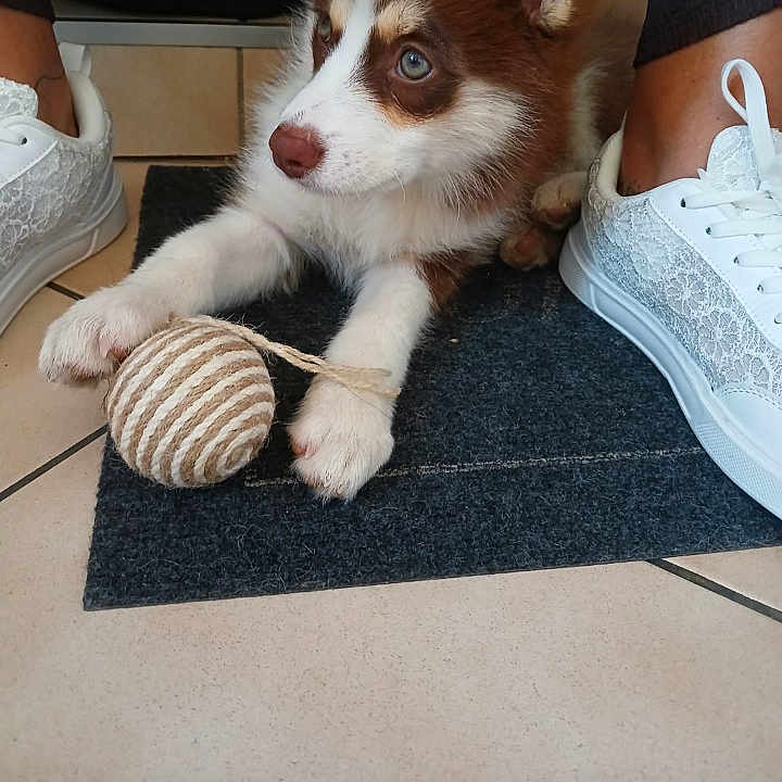Aïko participe au concours pour gagner de l'argent avec cette photo : puppy, dog, pet, animal, fluffy, brown_and_white, blue_eyes, ears, paws, toy_ball, playing, sitting, indoor, tile_floor, door_mat, sneakers, shoes, person, portrait, smartphone_screenshot