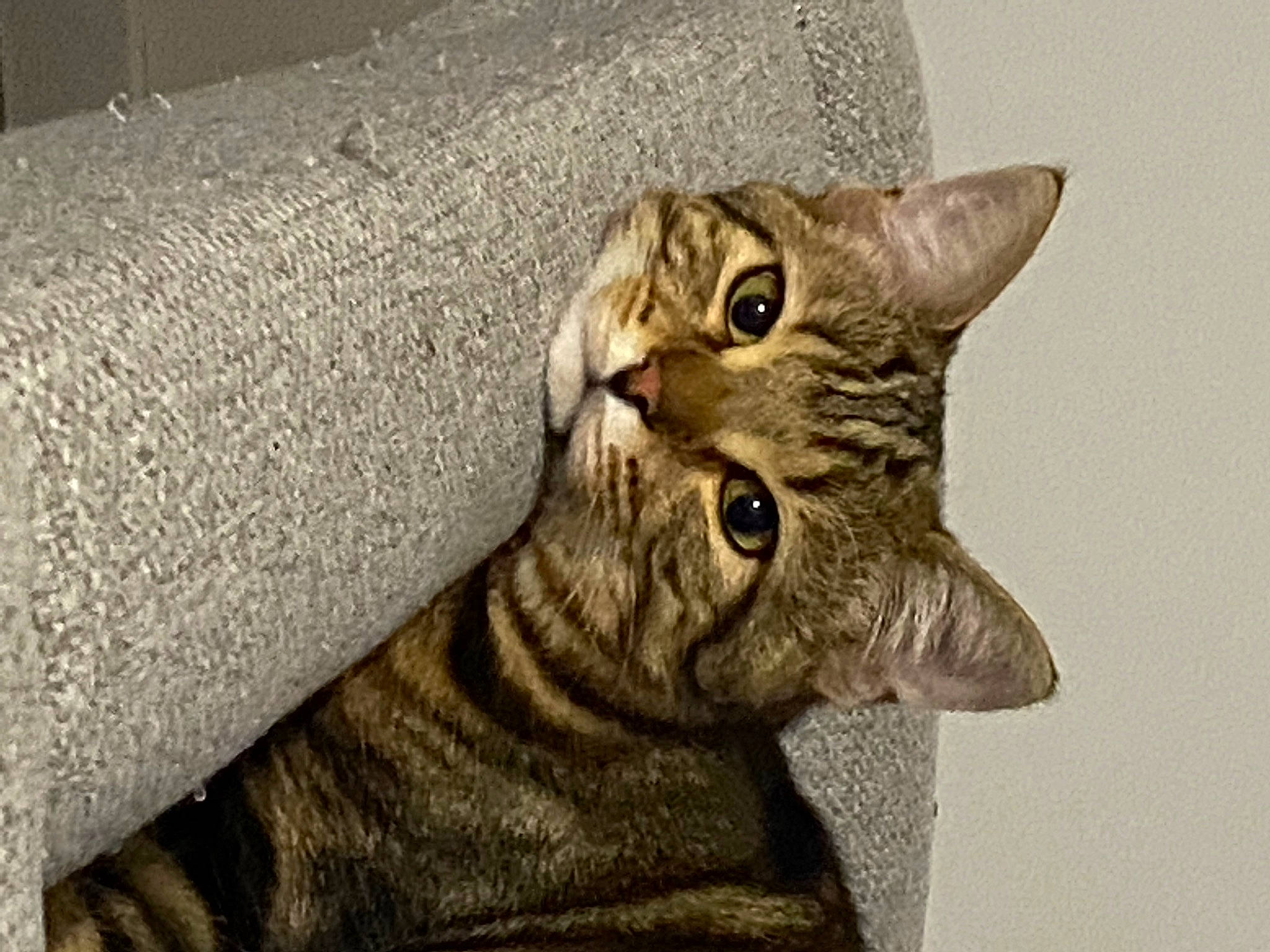 Luffy participe au concours pour gagner de l'argent avec cette photo : art, carnivore, cat, domestic_short_haired_cat, felidae, fur, paw, small_to_medium_sized_cats, snout, tail, terrestrial_animal, whiskers, window