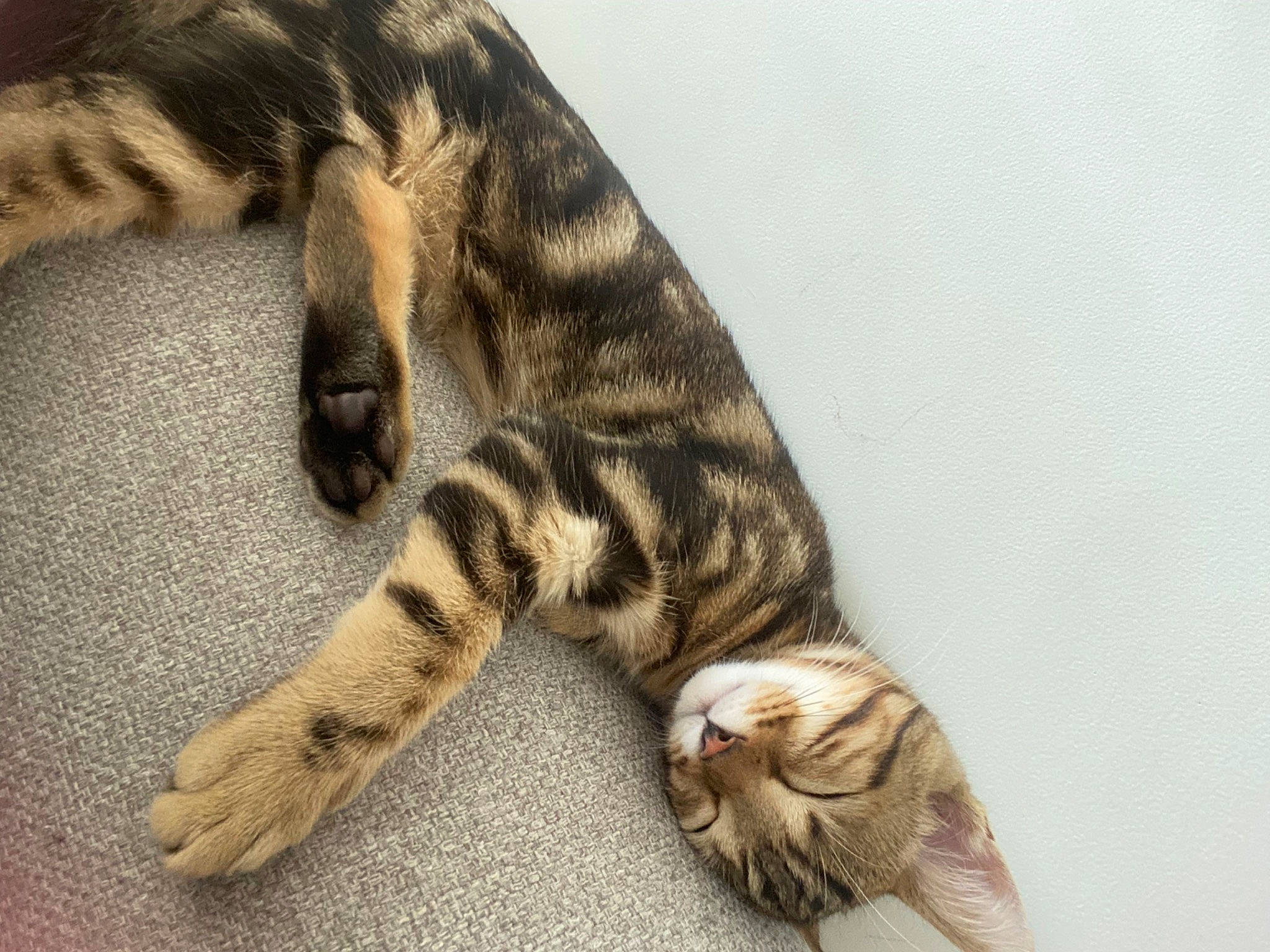 Luffy a rejoint le concours — aidez-le/la à gagner de superbes lots ! carnivore, cat, claw, close_up, domestic_short_haired_cat, eye, fawn, felidae, foot, fur, mammal, paw, small_to_medium_sized_cats, snout, tail, terrestrial_animal, vertebrate, whiskers