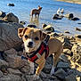 dog, puppy, harness, rocks, water, lake, mud, outdoor, nature, animal, pet, small_dog, curious, sunlight, daytime, wildlife, pond, ducks, background, walking