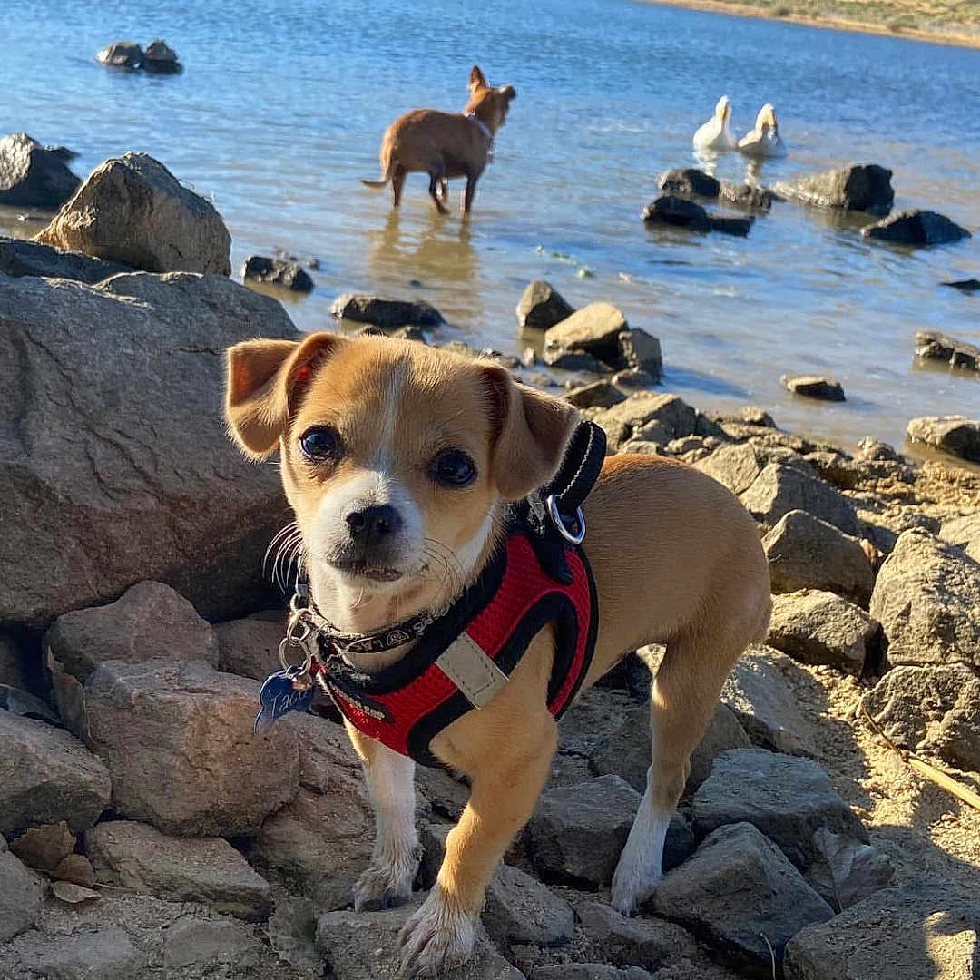 Taco joined the competition — help win amazing prizes! animal, background, curious, daytime, dog, ducks, harness, lake, mud, nature, outdoor, pet, pond, puppy, rocks, small_dog, sunlight, walking, water, wildlife