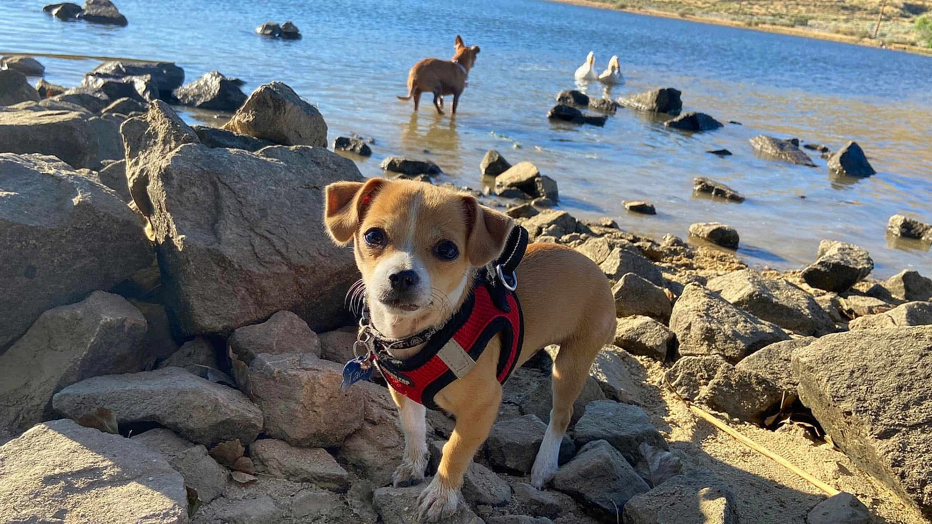 Taco joined the competition — help win amazing prizes! dog, puppy, harness, rocks, water, lake, mud, outdoor, nature, animal, pet, small_dog, curious, sunlight, daytime, wildlife, pond, ducks, background, walking