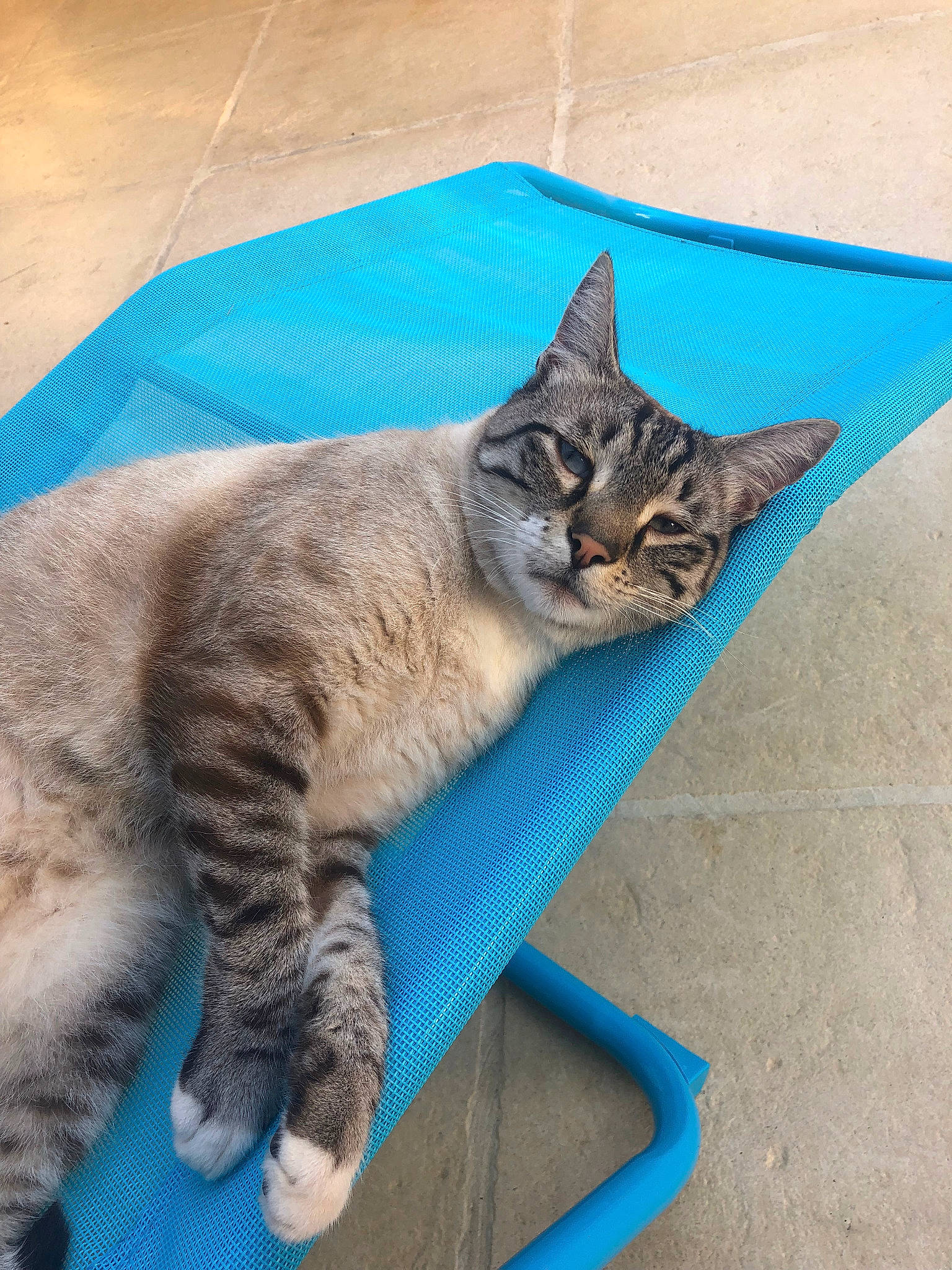 Macaron a rejoint le concours — aidez-le/la à gagner de superbes lots ! aegean_cat, asian, australian_mist, california_spangled, carnivore, cat, domestic_short_haired_cat, dragon_li, european_shorthair, felidae, kitten, mammal, ocicat, ojos_azules, pixie_bob, polydactyl_cat, small_to_medium_sized_cats, tabby_cat, vertebrate, whiskers