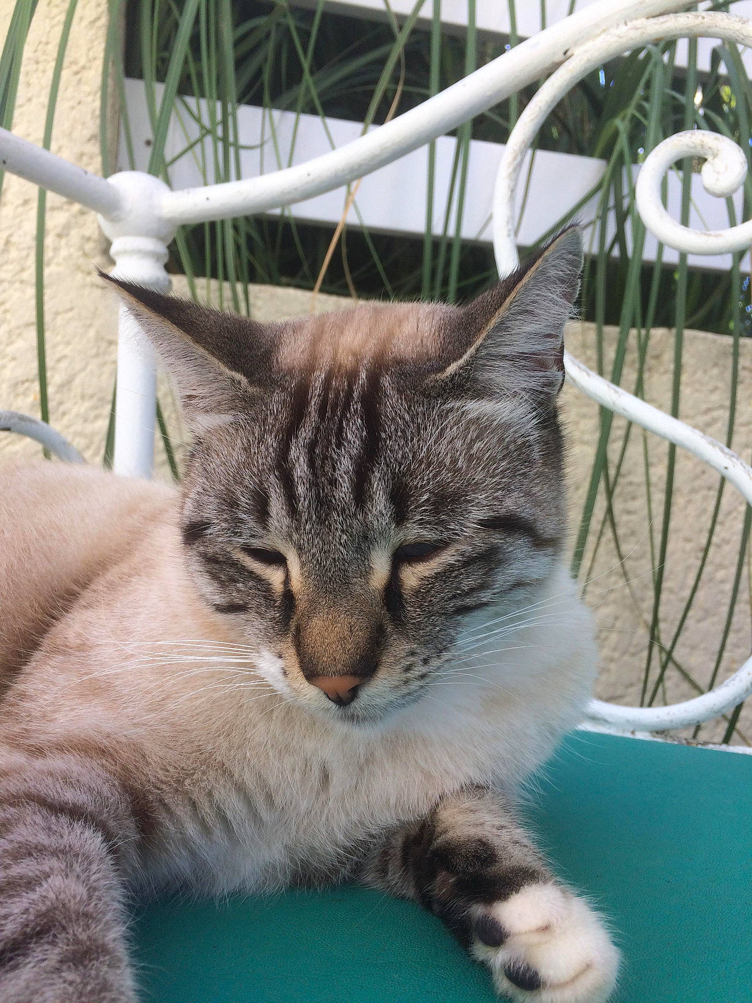 Macaron participe au concours pour gagner de l'argent avec cette photo : aegean_cat, american_shorthair, american_wirehair, asian, bengal, california_spangled, carnivore, cat, domestic_short_haired_cat, dragon_li, egyptian_mau, european_shorthair, felidae, kitten, mammal, ocicat, pixie_bob, small_to_medium_sized_cats, tabby_cat, whiskers