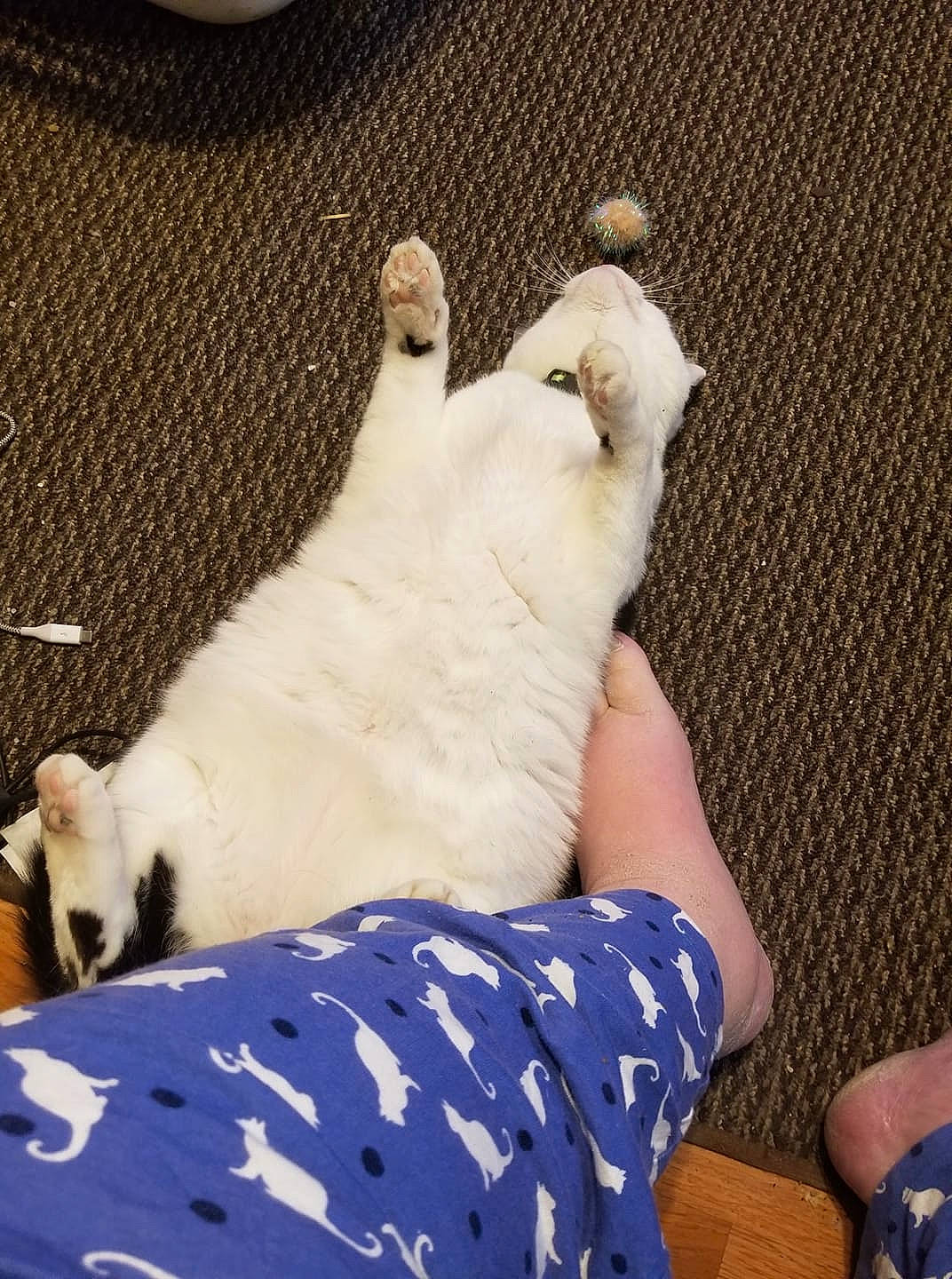 Sebastain is registered to the contest to win money with this photo: carnivore, cat, claw, colorpoint_shorthair, fawn, felidae, foot, fur, hand, kitten, leg, paw, small_to_medium_sized_cats, tail, whiskers