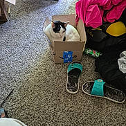 Sebastian is registered to the contest to win money with this photo: cat, cardboard_box, carpet, slippers, fan, clutter, clothing, floor, foot, indoor, black_and_white, pet, animal, relaxed, casual, amazon_box, furniture, household, comfort, resting