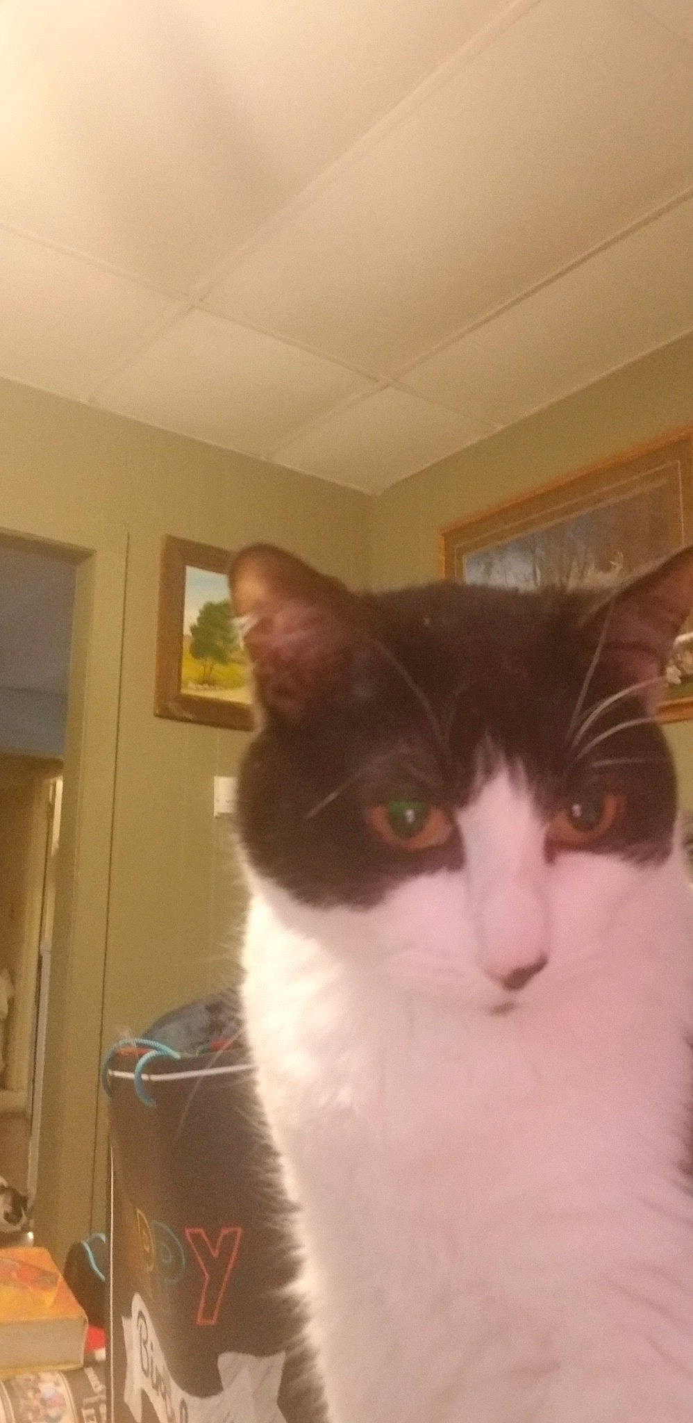 Charlie joined the competition — help win amazing prizes! aegean_cat, carnivore, cat, domestic_short_haired_cat, ear, european_shorthair, eye, felidae, fur, kitten, nose, polydactyl_cat, small_to_medium_sized_cats, snout, whiskers, window