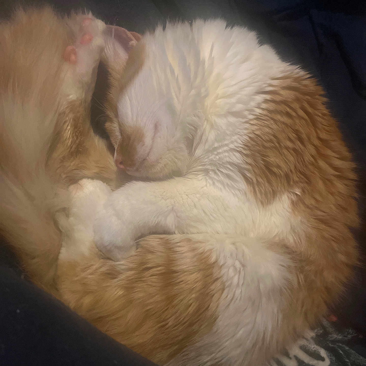 Garfy is registered to the contest to win money with this photo: animal, cat, cozy, curled_up, cute, domestic_cat, feline, fur, indoor, mammal, nap, orange_and_white, paws, peaceful, pet, relaxed, resting, sleeping, soft, whiskers