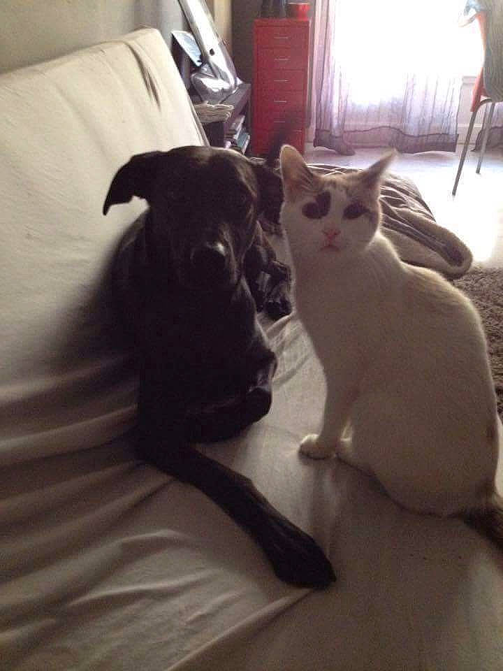 Jerry participe au concours pour gagner de l'argent avec cette photo : canidae, carnivore, cat, dog_breed, ear, fawn, felidae, kitten, mammal, small_to_medium_sized_cats, tail, vertebrate, whiskers