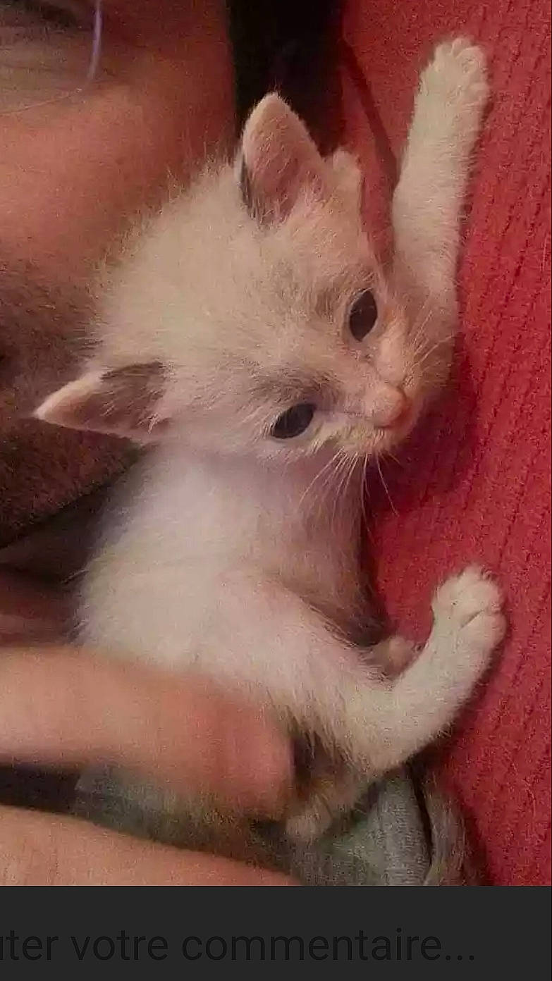 Jerry a rejoint le concours — aidez-le/la à gagner de superbes lots ! asian, burmilla, carnivore, cat, claw, felidae, javanese, khao_manee, kitten, mammal, ojos_azules, paw, polydactyl_cat, ragdoll, skin, small_to_medium_sized_cats, turkish_angora, turkish_van, vertebrate, whiskers