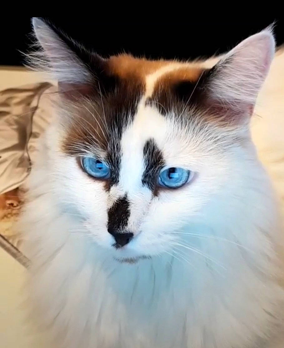 Tom a rejoint le concours — aidez-le/la à gagner de superbes lots ! carnivore, cat, close_up, electric_blue, eye, fawn, felidae, fur, head, small_to_medium_sized_cats, snout, tail, terrestrial_animal, whiskers