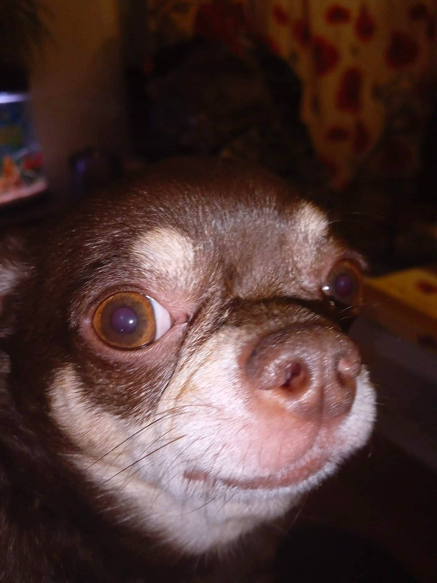 Freddy participe au concours pour gagner de l'argent avec cette photo : brown, canidae, carnivore, close_up, companion_dog, dog, dog_breed, ear, eyelash, fawn, fur, liver, snout, sporting_group, terrestrial_animal, toy_dog, whiskers, wood, working_animal, wrinkle