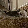 Meow Meow is registered to the contest to win money with this photo: cat, feline, gray_cat, pet, animal, lying_down, relaxed, indoors, bubble_wrap, plastic, carpet, patterned_carpet, doorway, wall, floor, collar, bell, whiskers, ears, home