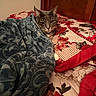Meow Meow is registered to the contest to win money with this photo: cat, tabby_cat, gray_cat, pet, animal, blanket, bed, bedroom, bedding, floral, red, blue, cozy, sleeping, resting, indoors, portrait, whiskers, ears, home