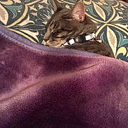 Meow Meow is registered to the contest to win money with this photo: cat, tabby_cat, sleeping, pet, collar, bed, blanket, pillow, bedding, indoors, cozy, relaxed, furry, whiskers, ears, brown_fur, gray_fur, patterned_fabric, home, portrait