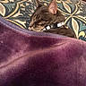 cat, tabby_cat, sleeping, pet, collar, bed, blanket, pillow, bedding, indoors, cozy, relaxed, furry, whiskers, ears, brown_fur, gray_fur, patterned_fabric, home, portrait