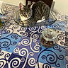 cat, kitten, gray_cat, tabby, white_chest, animal, pet, feline, basket, bed, bedroom, bedspread, patterned_fabric, swirls, jar, glass_jar, indoors, furniture, portrait, alert