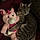 Meow Meow