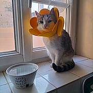 Calypso participe au concours pour gagner de l'argent avec cette photo : cat, windowsill, water_bowl, protective_cone, yellow_cone, tile, window, domestic, pet, indoor, animal, feline, resting, sunlight, home, cozy, cute, sitting, white, gray