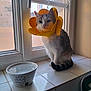 cat, windowsill, water_bowl, protective_cone, yellow_cone, tile, window, domestic, pet, indoor, animal, feline, resting, sunlight, home, cozy, cute, sitting, white, gray