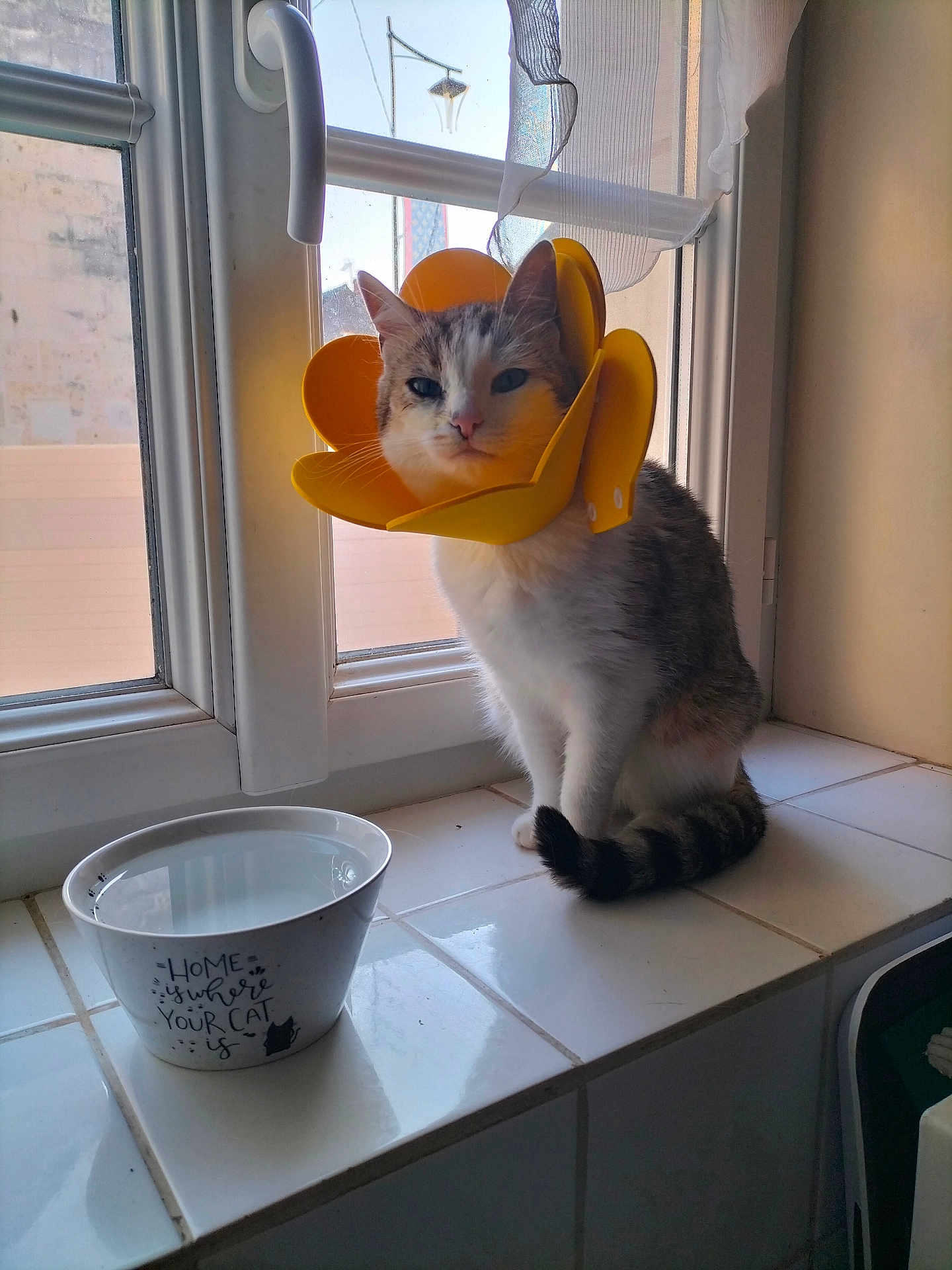 Calypso participe au concours pour gagner de l'argent avec cette photo : cat, windowsill, water_bowl, protective_cone, yellow_cone, tile, window, domestic, pet, indoor, animal, feline, resting, sunlight, home, cozy, cute, sitting, white, gray