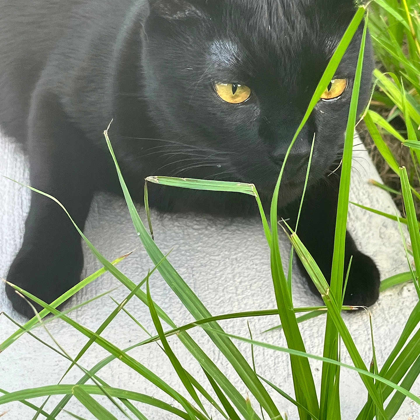 Tchalla is registered to the contest to win money with this photo: animal, bird, blackbird, blackcat, cat, egyptiancat, field, grass, grassland, green, kitten, lawn, leaf, manx, nature, outdoors, pet, plant, pottedplant, vegetation