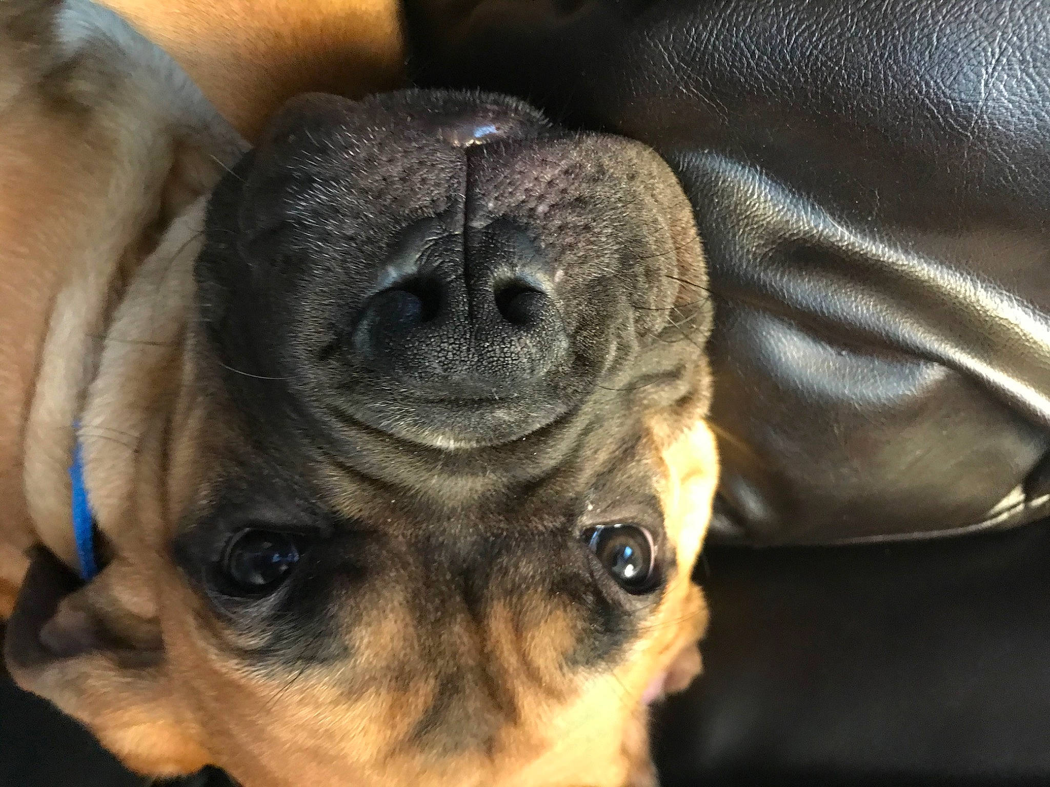 Gustus joined the competition — help win amazing prizes! canidae, carnivore, close_up, companion_dog, dog, dog_breed, ear, fawn, fur, iris, paw, puppy_love, snout, sporting_group, terrestrial_animal, toy_dog, vertebrate, whiskers, working_animal, wrinkle