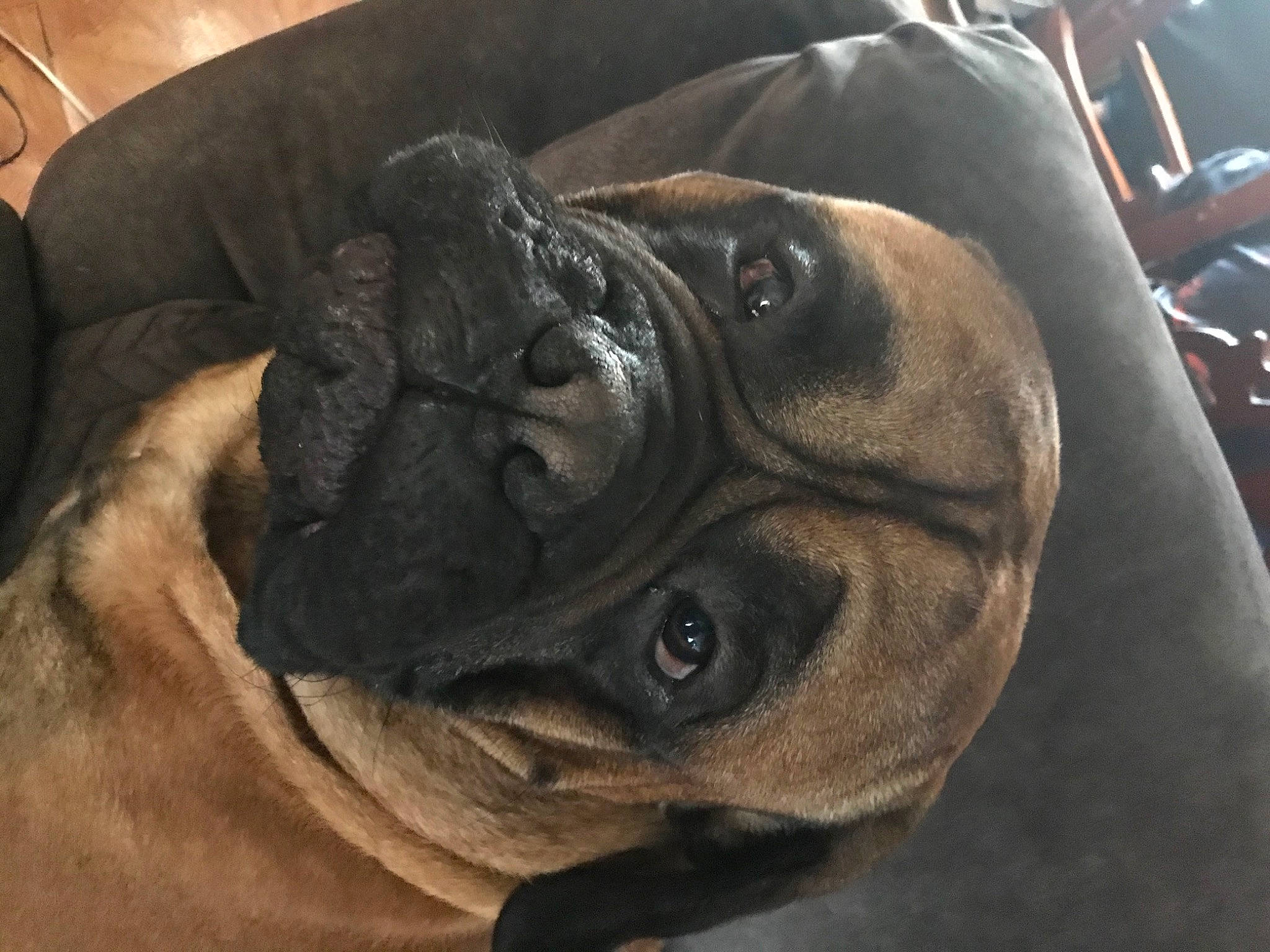 Gunner joined the competition — help win amazing prizes! canidae, carnivore, comfort, companion_dog, dog, dog_breed, dog_collar, ear, fawn, guard_dog, molosser, pug, puppy, snout, sporting_group, terrestrial_animal, toy_dog, whiskers, working_animal, wrinkle