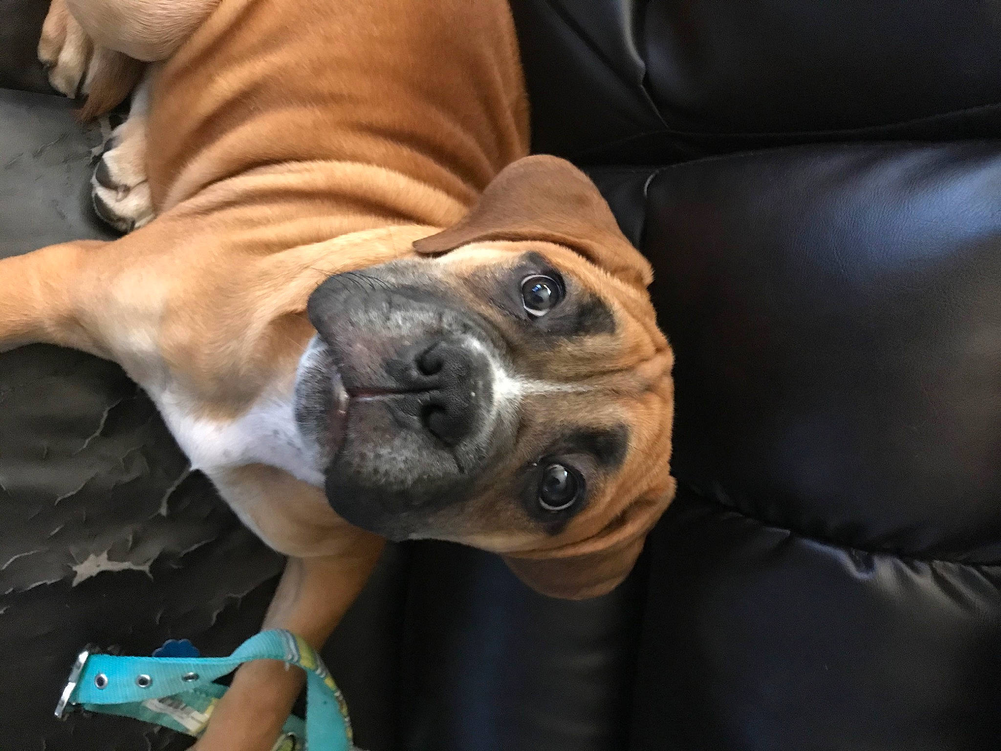 Lola joined the competition — help win amazing prizes! canidae, carnivore, collar, comfort, companion_dog, couch, dog, dog_breed, dog_collar, ear, fawn, fur, guard_dog, non_sporting_group, selfie, snout, toy_dog, vertebrate, whiskers, working_animal