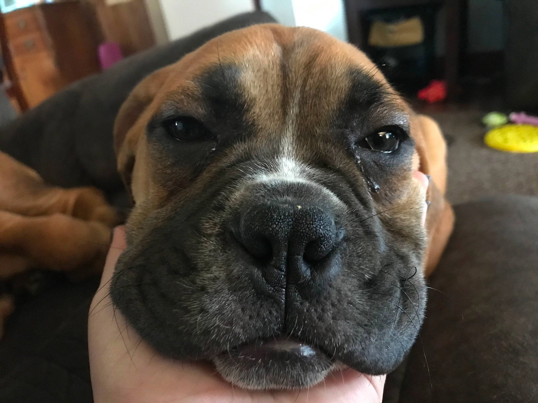 Lola is registered to the contest to win money with this photo: bored, boxer, canidae, carnivore, companion_dog, dog, dog_breed, fawn, molosser, non_sporting_group, snout, sporting_group, whiskers, working_animal, working_dog, wrinkle