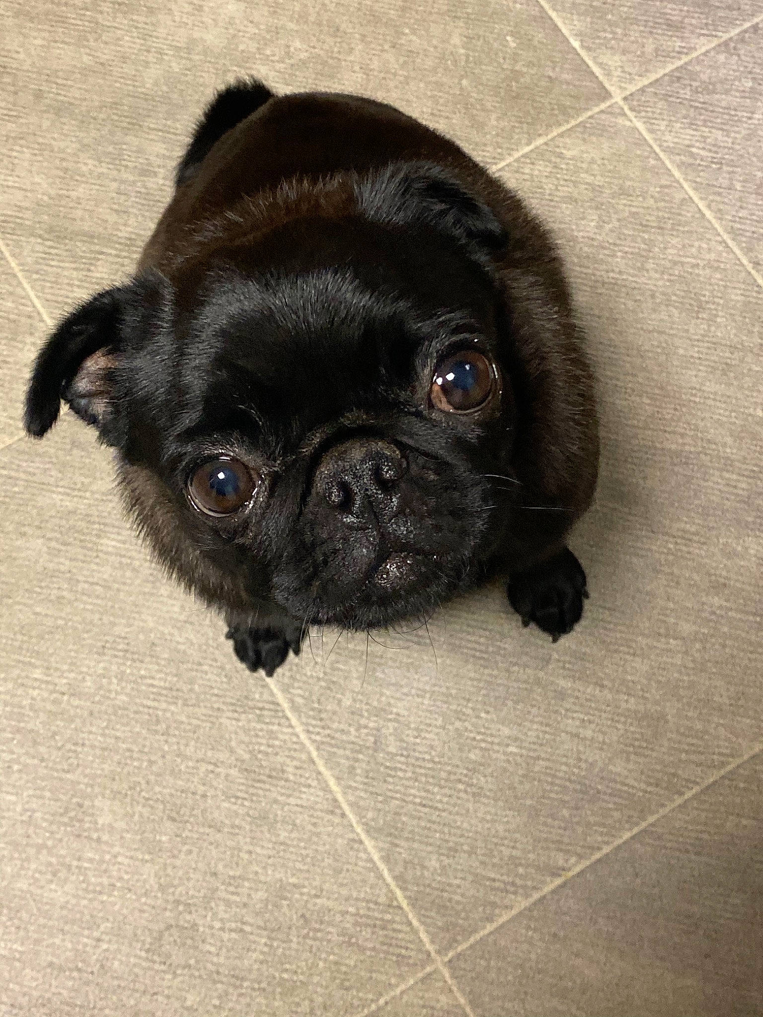 Poppy joined the competition — help win amazing prizes! black, canidae, carnivore, companion_dog, dog, dog_breed, ear, eye, fawn, griffon_bruxellois, mammal, pug, puppy, skin, snout, sporting_group, toy_dog