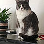 cat, gray_cat, white_cat, pet, indoor, plant, potted_plant, table, furniture, tail, fur, animal, domestic_cat, sitting, green_eyes, whiskers, close_up, houseplant, reflection, calm