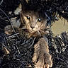 Lord Ains El Michi is registered to the contest to win money with this photo: cat, paw, claws, tinsel, black, decoration, curious, closeup, whiskers, indoor, holiday, festive, animal, pet, feline, playful, face, eyes, fur, claw
