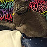 cat, gray_cat, pet, indoor, bed, blanket, colorful_blanket, pillow, celestial_pillow, animal_print, yellow_bell, fur, relaxed, lying_down, cozy, domestic_animal, whiskers, ears, eyes, feline