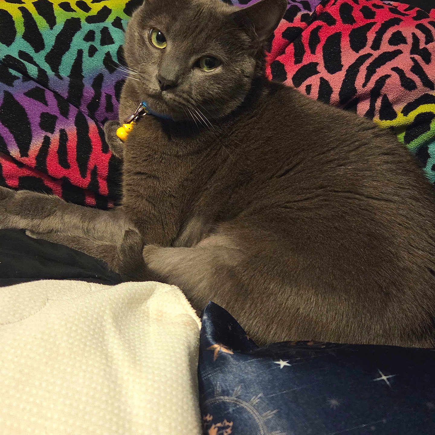 Lord Ains El Michi is registered to the contest to win money with this photo: cat, gray_cat, pet, indoor, bed, blanket, colorful_blanket, pillow, celestial_pillow, animal_print, yellow_bell, fur, relaxed, lying_down, cozy, domestic_animal, whiskers, ears, eyes, feline