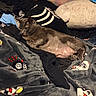 cat, gray_cat, bed, blanket, plush_toy, pig_plush, colorful_cushion, sleepy, cozy, indoor, feline, resting, stuffed_animal, fabric, soft, comfort, animal, pet, home, relaxation
