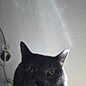 Lord Ains El Michi joined the competition — help win amazing prizes! cat, gray_cat, tongue_out, close_up, low_angle, indoor, ceiling, light_fixture, whiskers, ears, pet, feline, curious, playful, domestic_cat, animal, face, portrait, funny, cute
