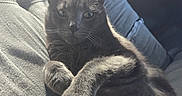 Lord Ains El Michi is registered to the contest to win money with this photo: cat, gray_cat, pet, animal, feline, couch, indoor, relaxing, sunlight, fur, whiskers, ears, paw, closeup, comfort, household, domestic_animal, looking, resting, cozy