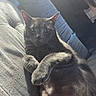 cat, gray_cat, pet, animal, feline, couch, indoor, relaxing, sunlight, fur, whiskers, ears, paw, closeup, comfort, household, domestic_animal, looking, resting, cozy