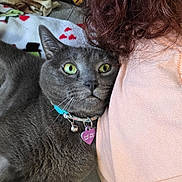 Lord Ains El Michi joined the competition — help win amazing prizes! cat, gray_cat, green_eyes, collar, bell, person, shoulder, curly_hair, blanket, pattern, indoor, close_up, pet, fur, resting, cozy, comfort, curious, face, necklace