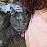 cat, gray_cat, green_eyes, collar, bell, person, shoulder, curly_hair, blanket, pattern, indoor, close_up, pet, fur, resting, cozy, comfort, curious, face, necklace