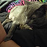 cat, gray_cat, pet, animal, feline, resting, closeup, indoor, blanket, patterned_blanket, colorful, person, arm, cozy, fur, whiskers, relaxed, sleepy, domestic_animal, comfort