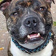 Scar a rejoint le concours — aidez-le/la à gagner de superbes lots ! animal, brindle, canine, closeup, collar, concrete, cute, dog, ears, face, friendly, grass, happy, looking_up, mammal, outdoor, pet, smiling, teeth, tongue