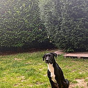 Tyno participe au concours pour gagner de l'argent avec cette photo : animal, backyard, canine, dog, field, grass, grassland, green, grove, land, nature, outdoors, park, pet, plant, puppy, tree, vegetation, woodland, yard