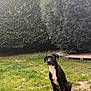 animal, backyard, canine, dog, field, grass, grassland, green, grove, land, nature, outdoors, park, pet, plant, puppy, tree, vegetation, woodland, yard