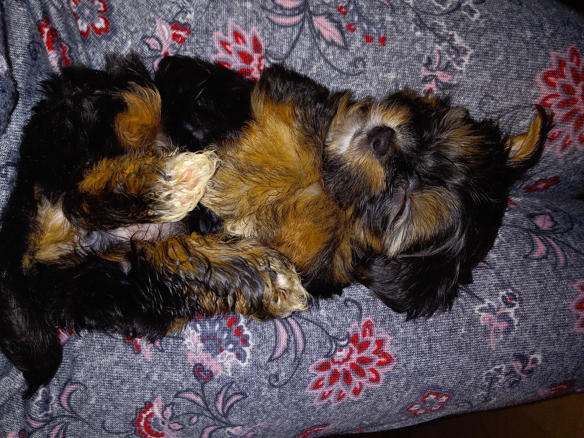 Josie is registered to the contest to win money with this photo: carnivore, claw, comfort, companion_dog, dog, dog_breed, fawn, felidae, foot, fur, liver, nap, paw, small_to_medium_sized_cats, snout, sporting_group, tail, terrestrial_animal, terrier, whiskers