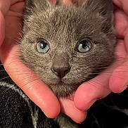 Ziggy joined the competition — help win amazing prizes! kitten, cat, gray_cat, blue_eyes, close_up, hands, pet, animal, furry, cute, domestic_cat, whiskers, soft_fur, face, portrait, mammal, feline, young, indoor, cozy